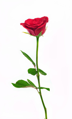 FLOWER ROSE`FR 97